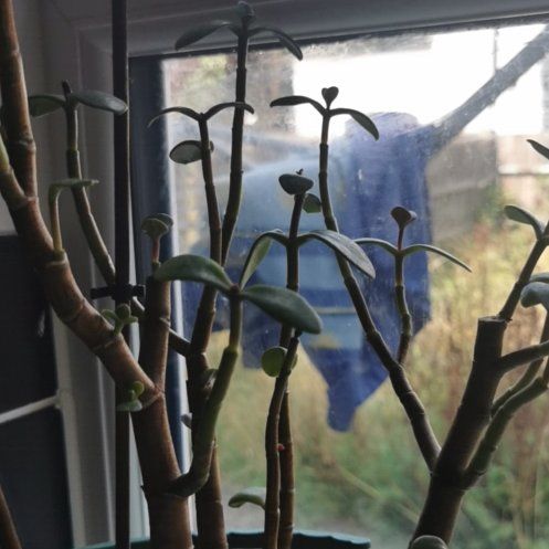 Photo of the plant species Money Plant by @FieryBromeliad named Bella on Greg, the plant care app
