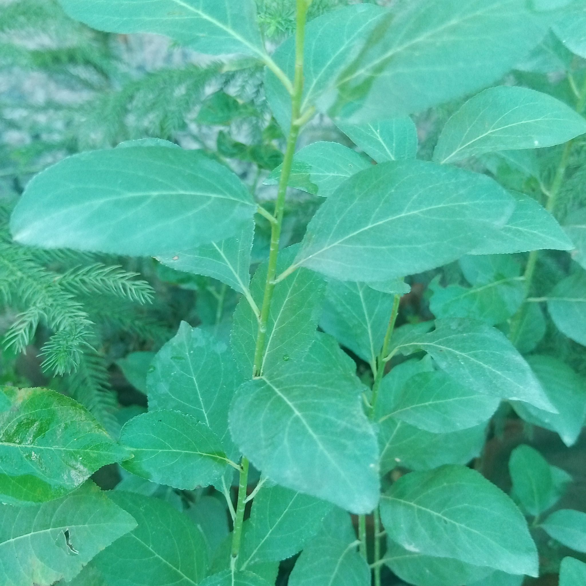 Photo of the plant species Alpine Honeysuckle by @ComicPanamatree named Athena on Greg, the plant care app