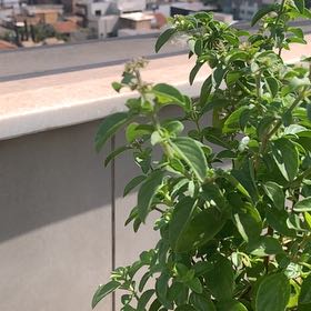 Photo of the plant species Lemon Basil by @LordGambeloak named Moacyr on Greg, the plant care app
