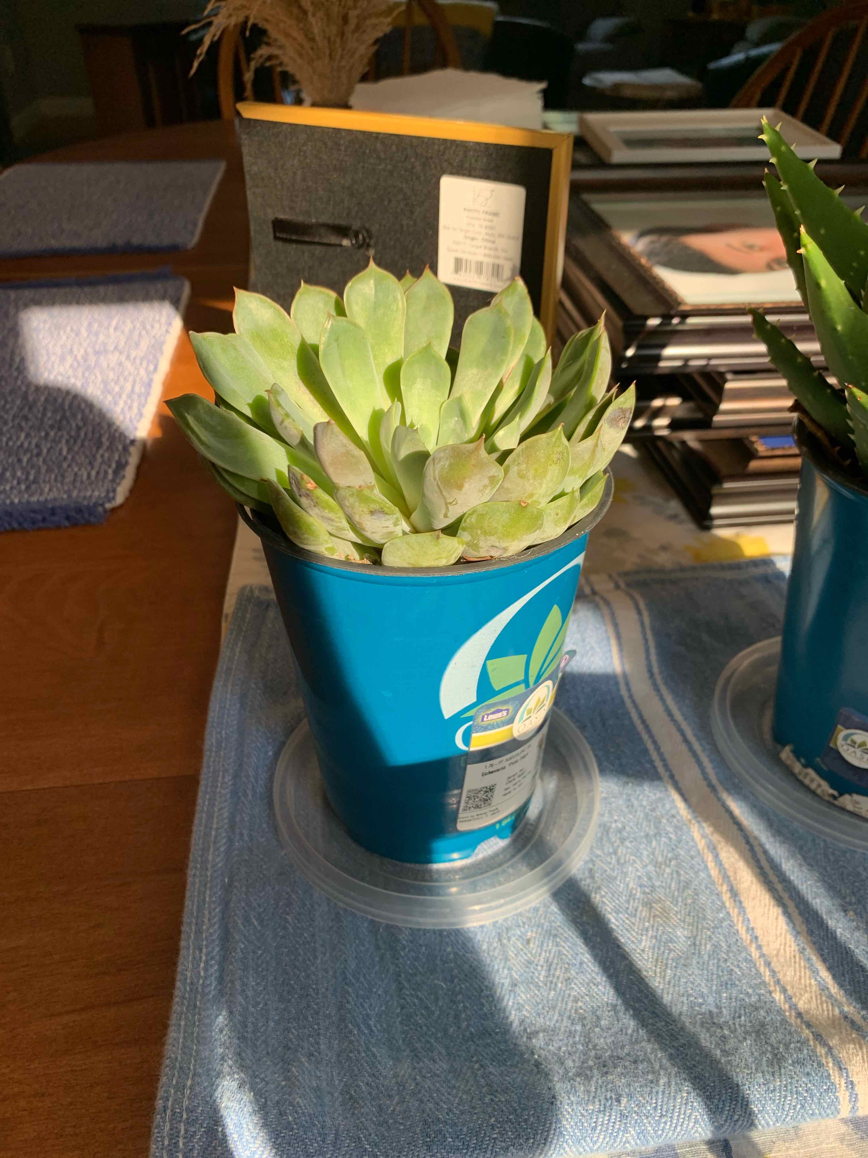 Photo of the plant species Echeveria 'Pink Edge' by @LaursPlantOasis named Sampson on Greg, the plant care app