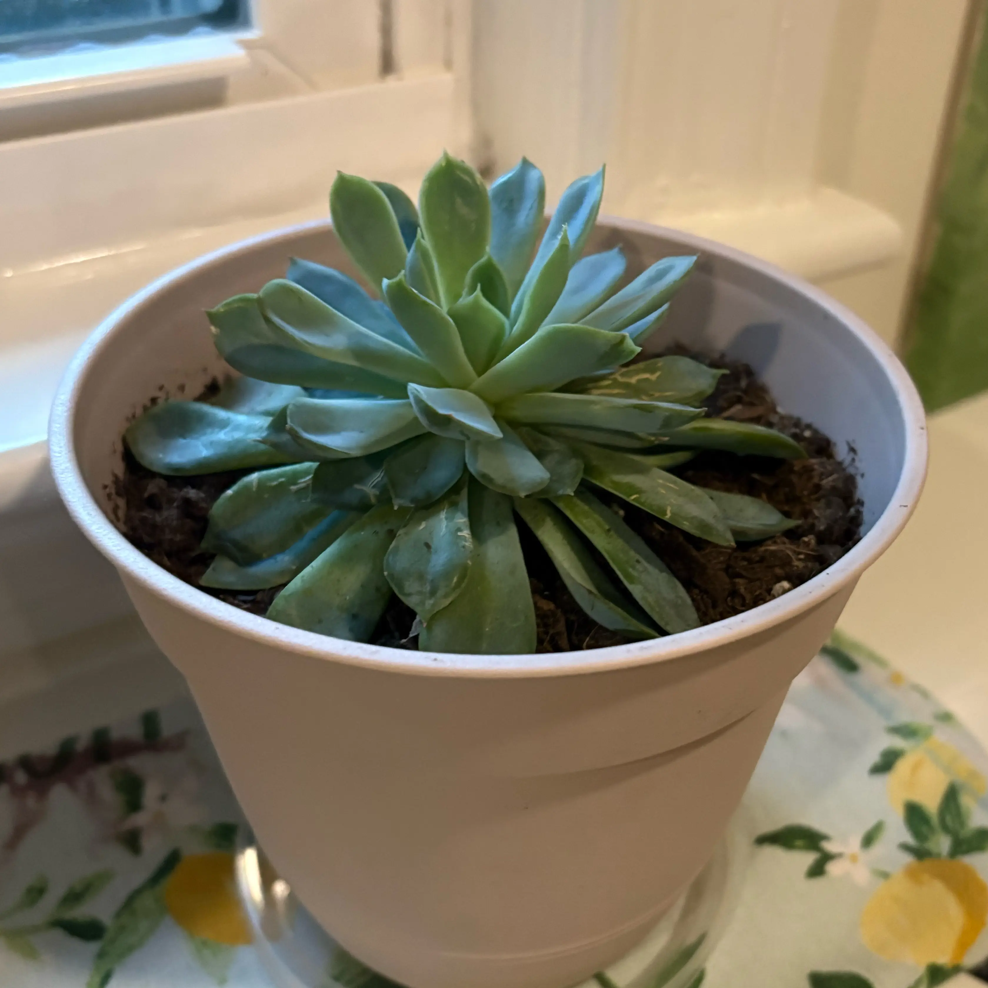 Photo of the plant species Echeveria 'Pink Edge' by @LaursPlantOasis named Sampson on Greg, the plant care app