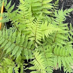 Photo of the plant species Austral Lady Fern by @ZingRicheyegold named Bodhi on Greg, the plant care app