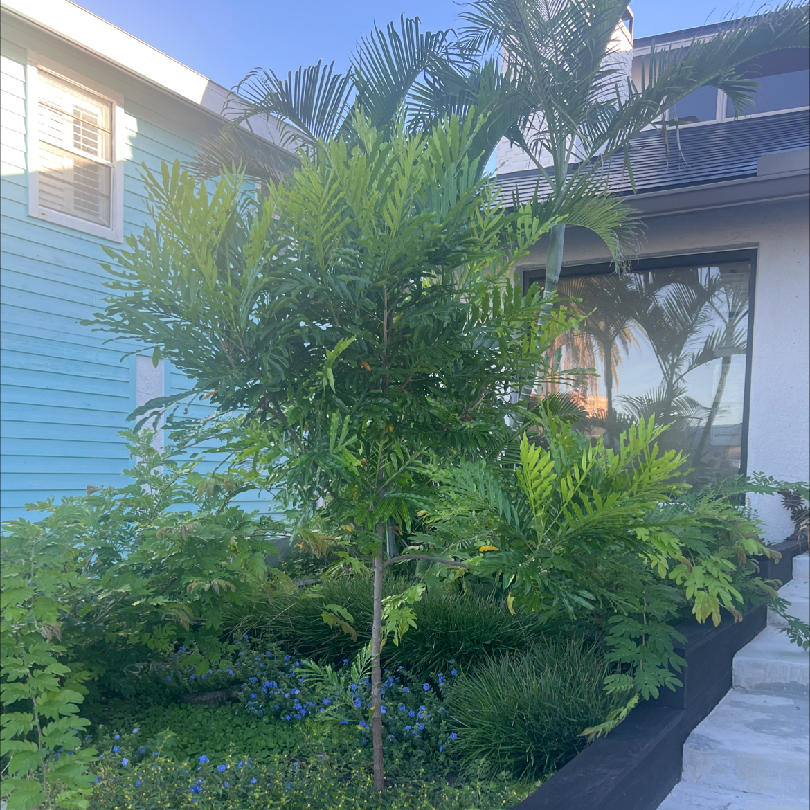 Photo of the plant species Japanese Fern Tree by @YiftBeautystar named Sir Plancelot on Greg, the plant care app