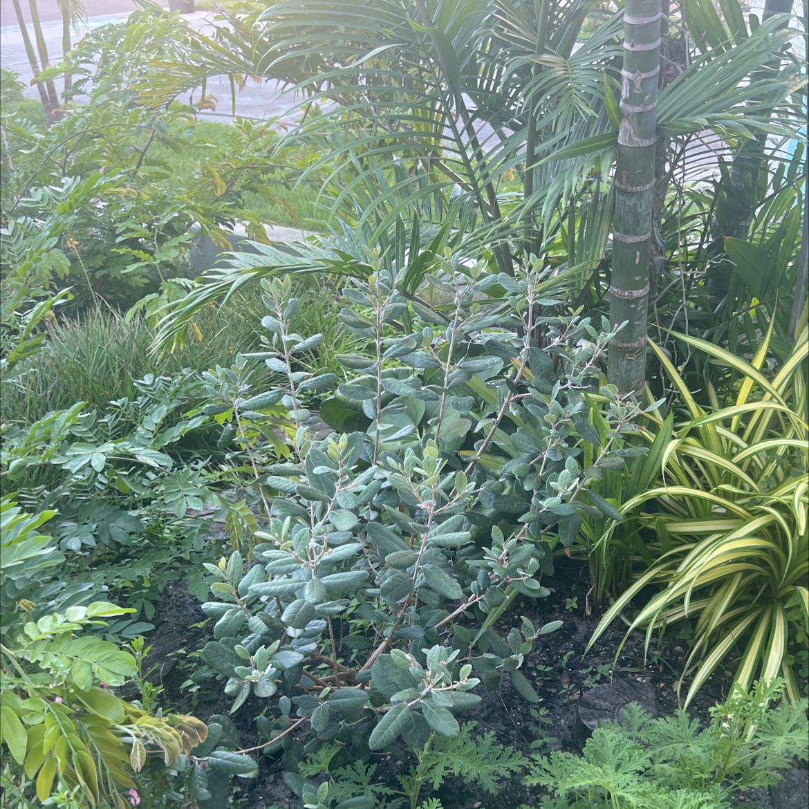 Photo of the plant species Guava Pineapple by @YiftBeautystar named Sahara on Greg, the plant care app