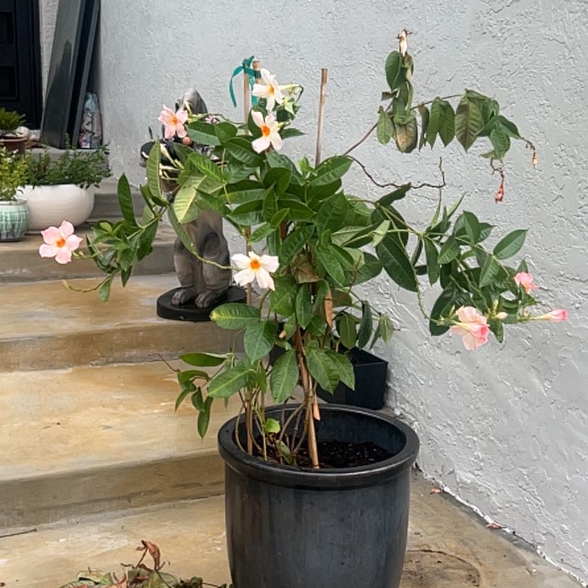 Photo of the plant species Mandevilla 'Rio Pink' by @YiftBeautystar named Mandy on Greg, the plant care app