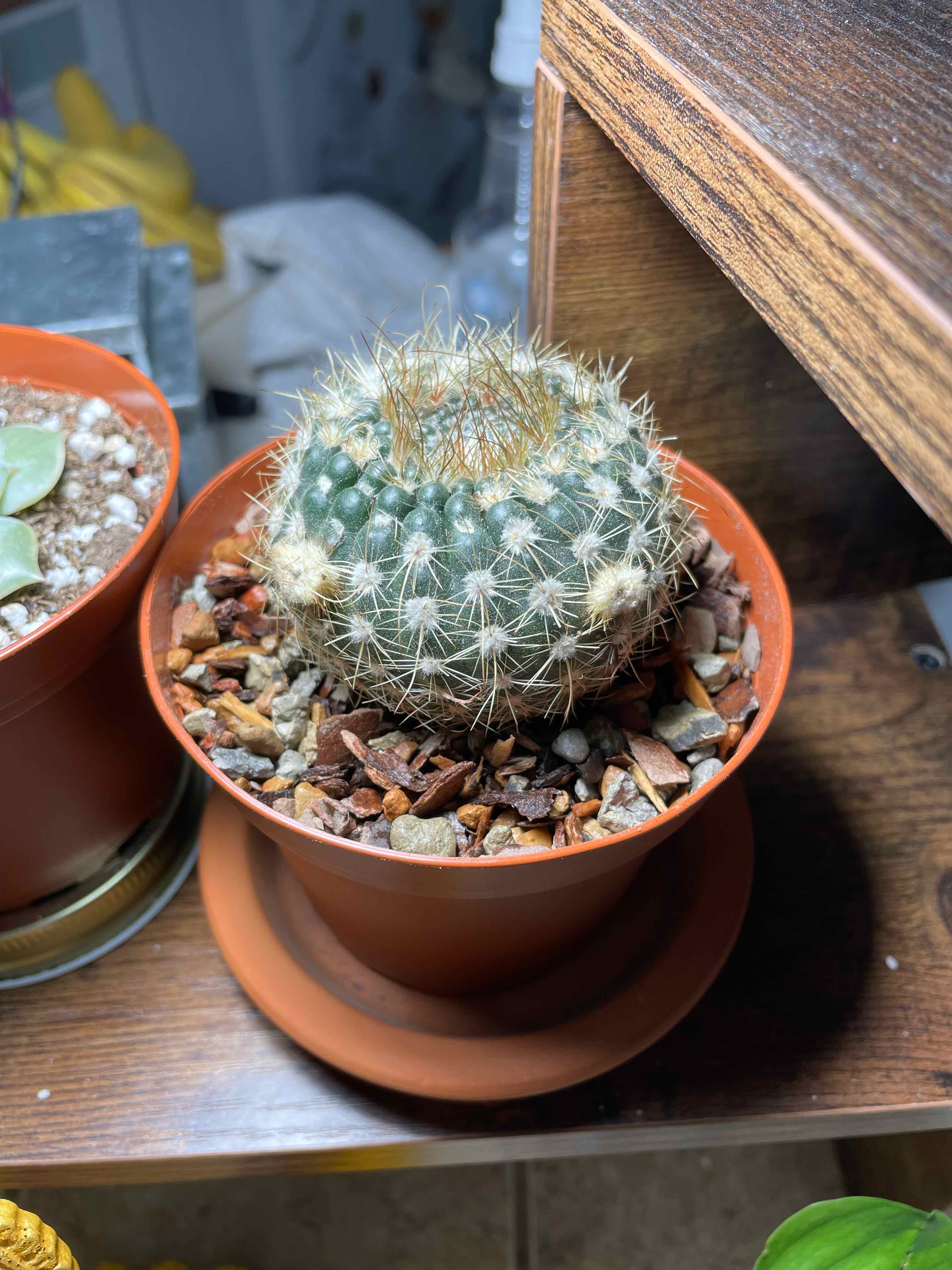 Silver Ball Cactus plant photo by @hobbitpanda named Humperdink on Greg, the plant care app.