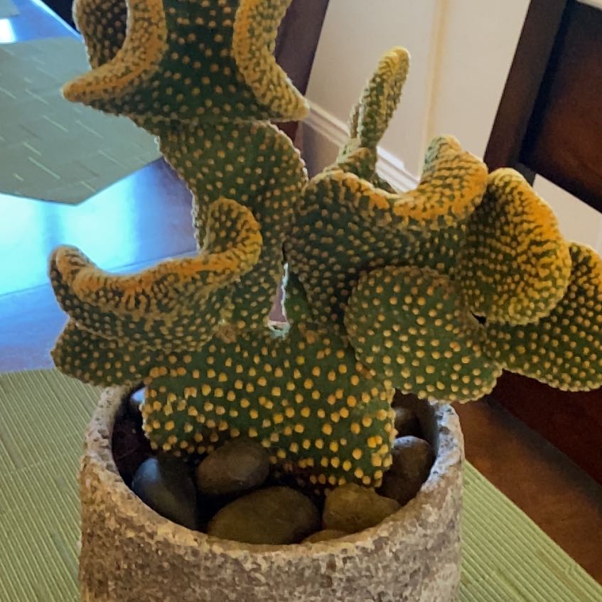 Photo of the plant species Waffle Cactus by @YeahOakmazegill named Mando on Greg, the plant care app