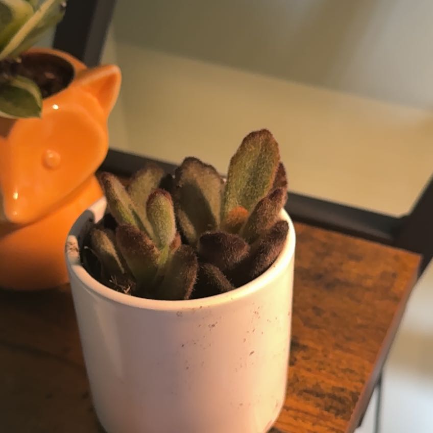 Photo of the plant species Kalanchoe 'Teddy Bear' by @Mesidwell named Orwell on Greg, the plant care app