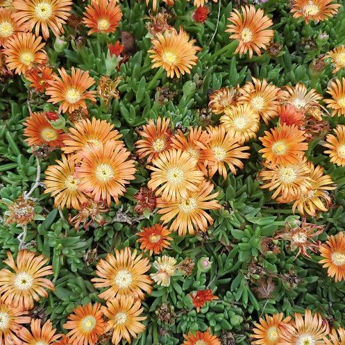 Photo of the plant species Coppery Mesemb by @WittyCoffeetree named Rihanna on Greg, the plant care app