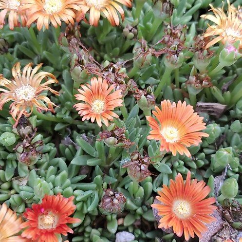 Photo of the plant species Coppery Mesemb by @WittyCoffeetree named Winston on Greg, the plant care app