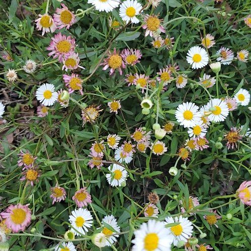 Photo of the plant species Latin American Fleabane by @WittyCoffeetree named Naomi on Greg, the plant care app