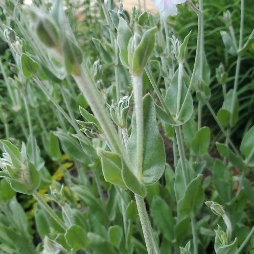 Photo of the plant species Rose Campion by @WittyCoffeetree named Drake on Greg, the plant care app