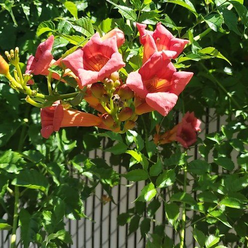 Photo of the plant species Hummingbird Vine by @WittyCoffeetree named Osmo on Greg, the plant care app