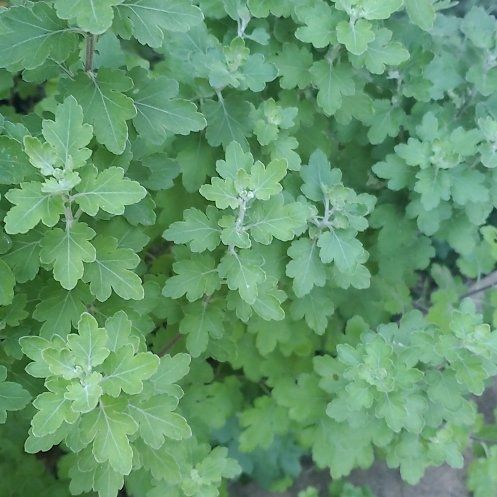 Photo of the plant species Fragrant Sumac by @WittyCoffeetree named Tolkien on Greg, the plant care app