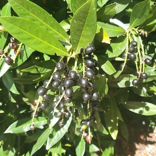 Photo of the plant species Cherry Laurel by @WittyCoffeetree named Lebron on Greg, the plant care app