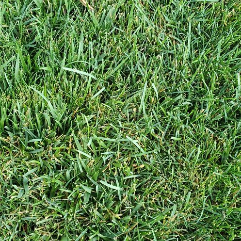 Photo of the plant species Kentucky Bluegrass by @WittyCoffeetree named Sir Plancelot on Greg, the plant care app