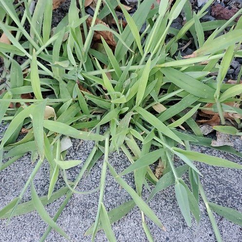 Photo of the plant species Hairy Crabgrass by @WittyCoffeetree named Curie on Greg, the plant care app