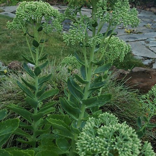 Photo of the plant species Livelong by @WittyCoffeetree named Sahara on Greg, the plant care app