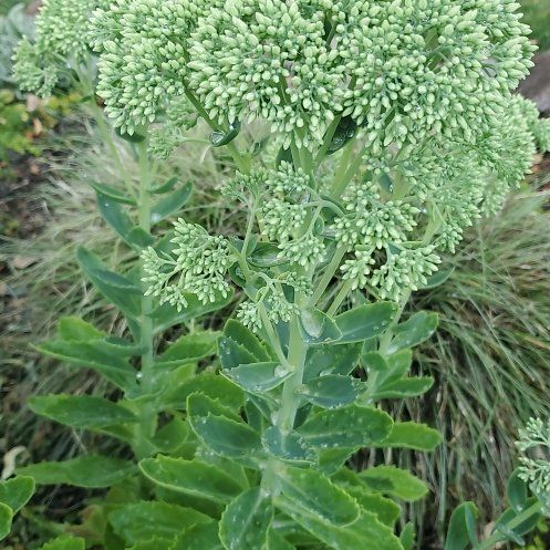 Photo of the plant species Livelong by @WittyCoffeetree named Kylie on Greg, the plant care app