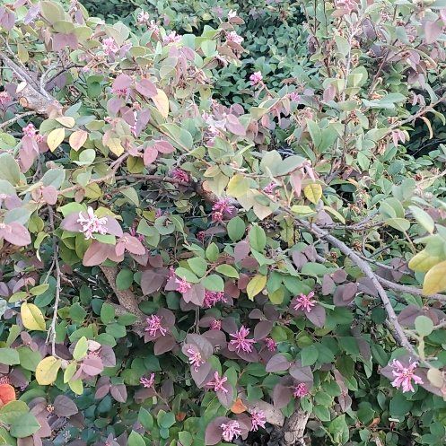 Photo of the plant species Chinese Fringe Flower by @WittyCoffeetree named Bieber on Greg, the plant care app