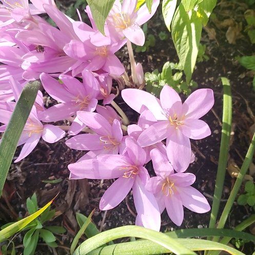 Photo of the plant species Autumn Crocus by @WittyCoffeetree named Sonora on Greg, the plant care app