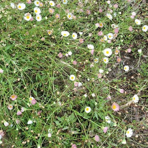 Photo of the plant species Latin American Fleabane by @WittyCoffeetree named Duke on Greg, the plant care app