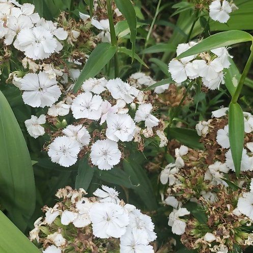 Photo of the plant species Sweet William by @WittyCoffeetree named LiloStitch on Greg, the plant care app
