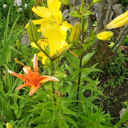 Photo of the plant species Orange Lily by @WittyCoffeetree named Kobe on Greg, the plant care app