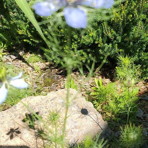 Photo of the plant species Devil in the Bush by @WittyCoffeetree named Kendall on Greg, the plant care app