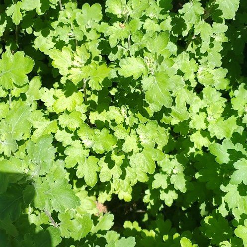 Photo of the plant species Greater Celandine by @WittyCoffeetree named Foxxy on Greg, the plant care app