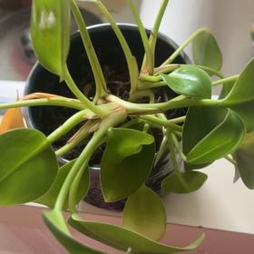 Photo of the plant species Philodendron Millions by @FunnyStarflower named Einstein on Greg, the plant care app