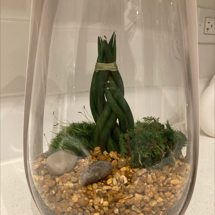 Photo of the plant species Braided Snake Plant, Mother-in-laws Tongue by @SoulfulRedalder named R. Kelleaf on Greg, the plant care app