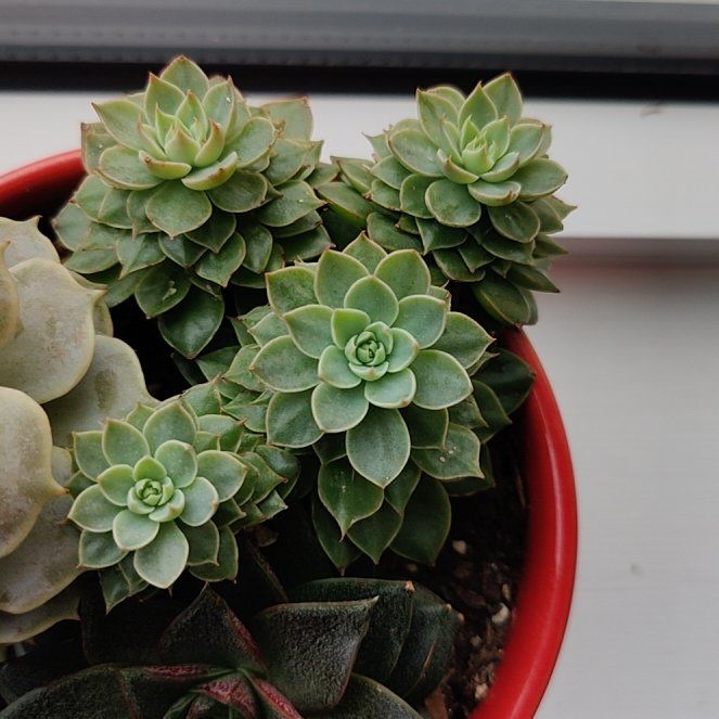 Photo of the plant species Bellum Altair by @DivineBlackhoya named Gaga on Greg, the plant care app
