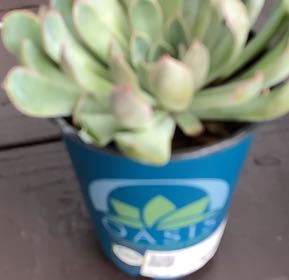 Photo of the plant species Echeveria 'Pink Edge' by @Kessass named Apollo on Greg, the plant care app