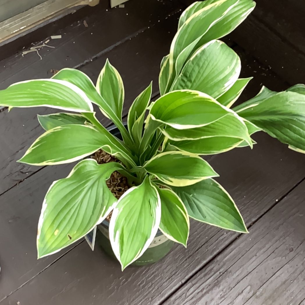 Photo of the plant species Francee Hosta by @Kessass named Foxxy on Greg, the plant care app
