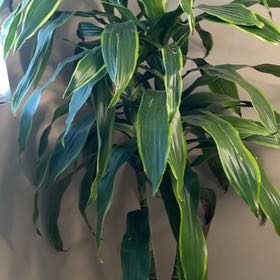 Photo of the plant species Deremensis Pele by @VividRedrose named Osmo on Greg, the plant care app