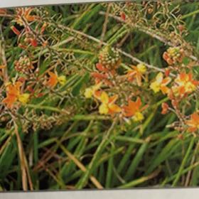 Photo of the plant species Orange Bulbine by @BazookaDave named Madonna on Greg, the plant care app