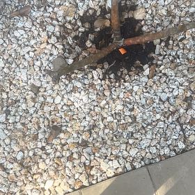 Photo of the plant species Red Mangrove by @ChicPhytolacca named Kardashian on Greg, the plant care app