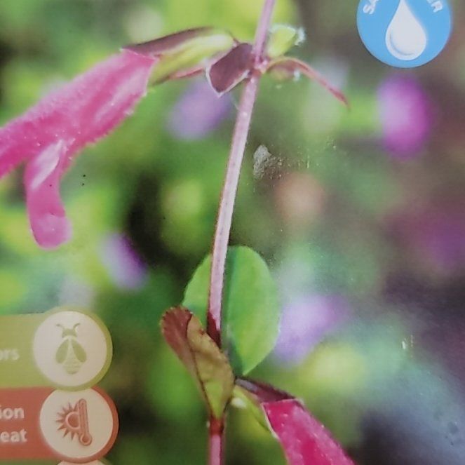 Photo of the plant species Fuchsia microphylla by @WarrantedAnise named Queen on Greg, the plant care app