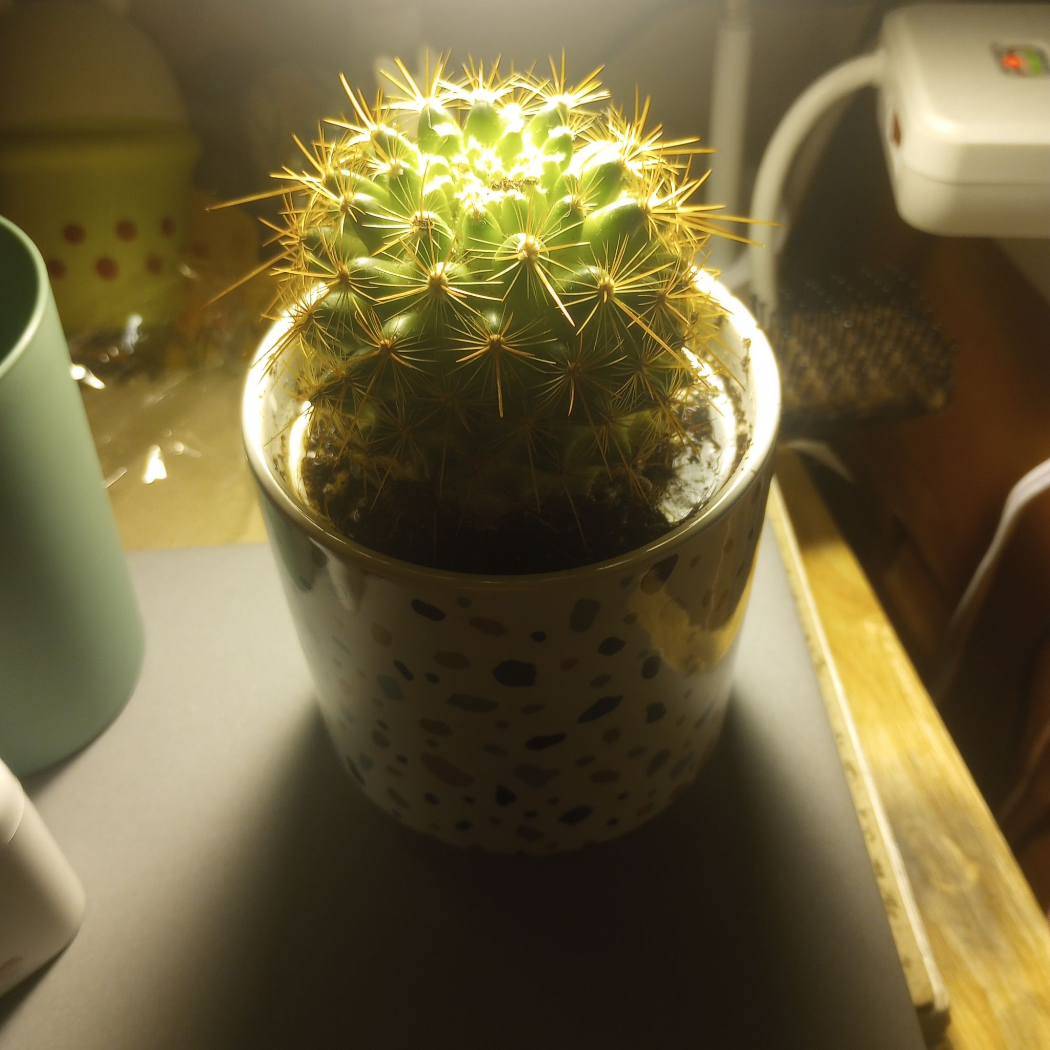 Photo of the plant species Mammillaria 'Ginsa Maru' by @TryRicheyegold named Fernie Mercury on Greg, the plant care app