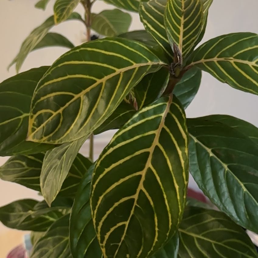 Photo of the plant species Sanchezia by @RootedMangotree named Osmo on Greg, the plant care app