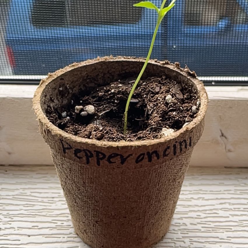 Photo of the plant species Italian Pepperoncini by @TrueStarlotus named Harry on Greg, the plant care app
