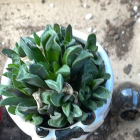 Photo of the plant species Puya alpestris by @GermaneDovetree named Xena on Greg, the plant care app