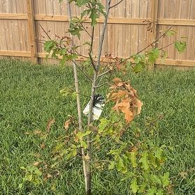 Photo of the plant species Schneck Oak by @SuaveFishhooks named Shumard Oak Shade Tree on Greg, the plant care app