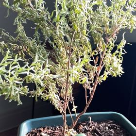 Photo of the plant species Lavender Madrid by @SamCross named Achilles on Greg, the plant care app