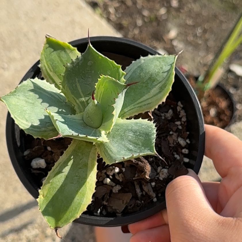 Photo of the plant species Butterfly Agave by @peytiin named LiloStitch on Greg, the plant care app