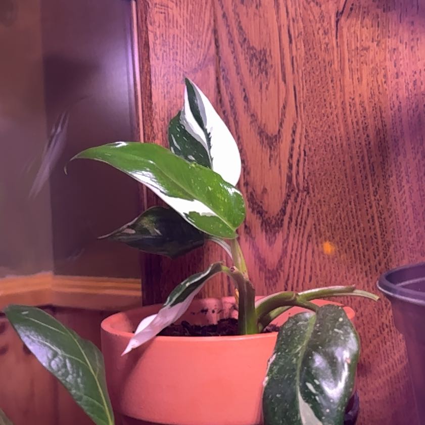 Photo of the plant species Monstera Cobra by @peytiin named Peter Parker on Greg, the plant care app