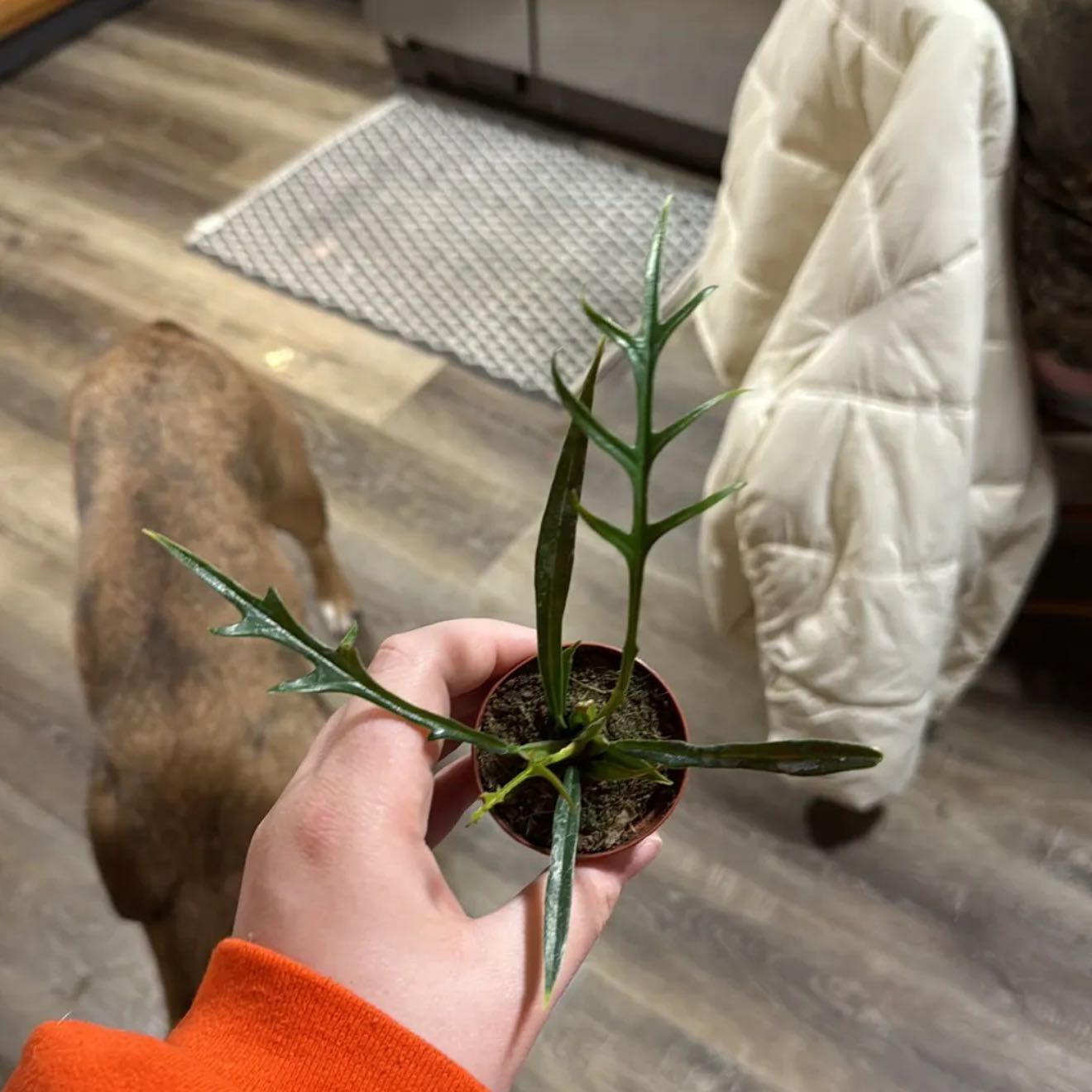 Photo of the plant species Philodendron distantilobum by @peytiin named Fernie Mercury on Greg, the plant care app