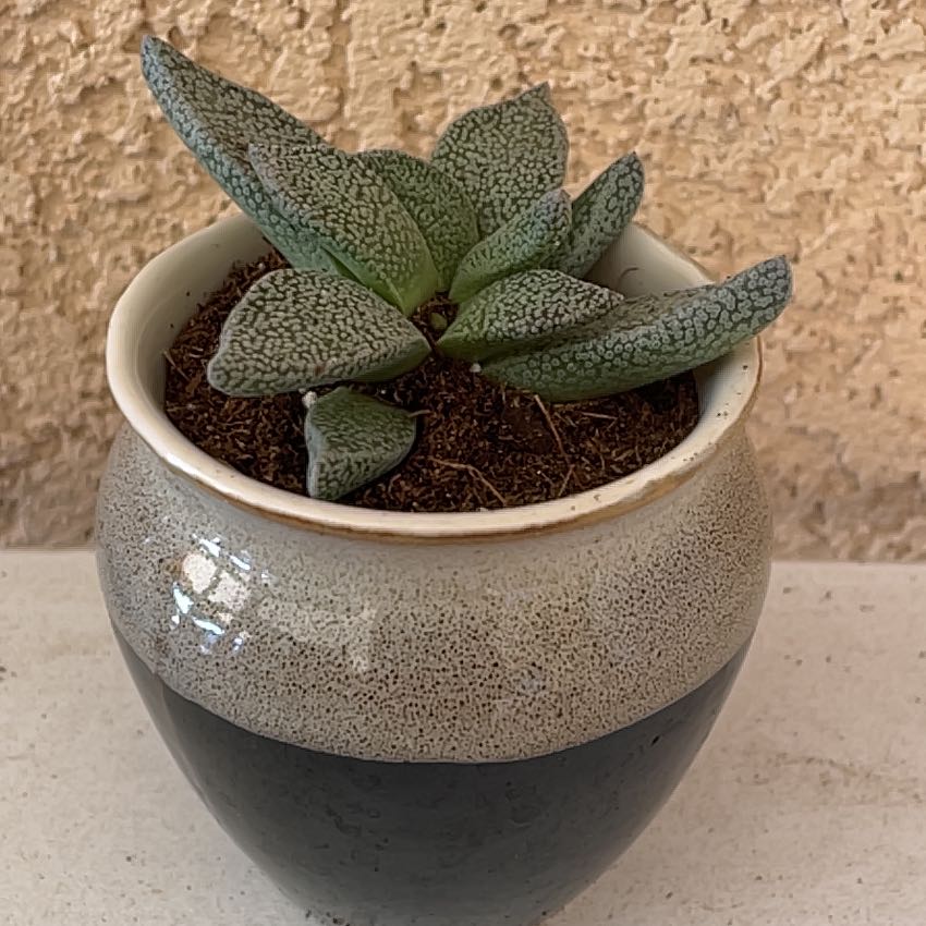 Photo of the plant species Aloinopsis rubrolineata by @CalmWoodmelick named Sonora on Greg, the plant care app