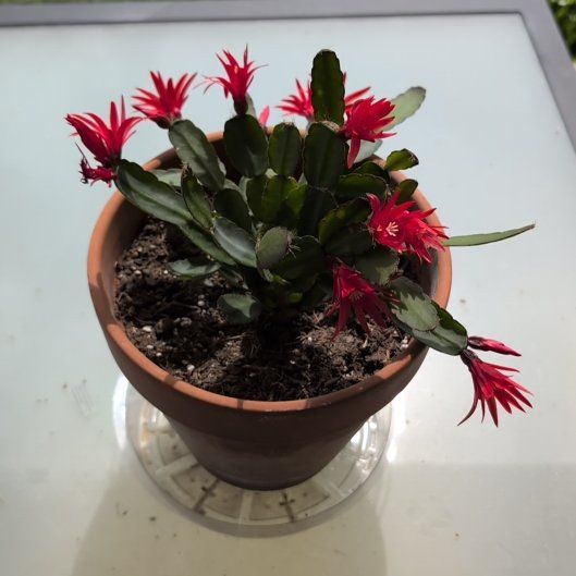 Photo of the plant species Rhipsalidopsis gaertneri 'Red' by @PrimeMeadowsage named Sage on Greg, the plant care app
